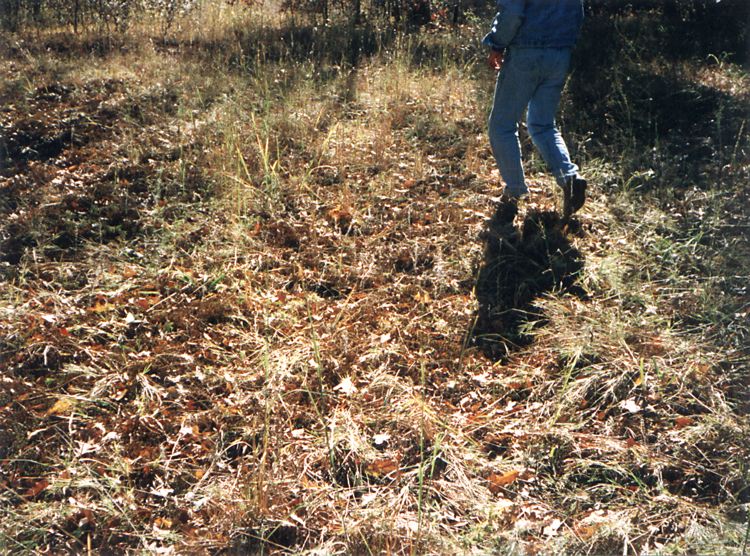 field_with_legs_(1995).jpg